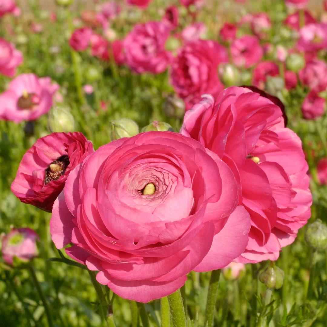 Hadeco Ranunculus - Pink - 25 bulbs pack