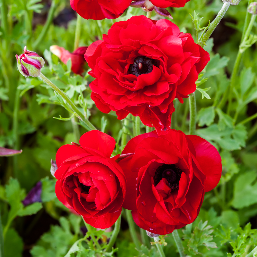 Warm Ranunculus Ranunculus Bulbs / Corms – GARDENING.co.za