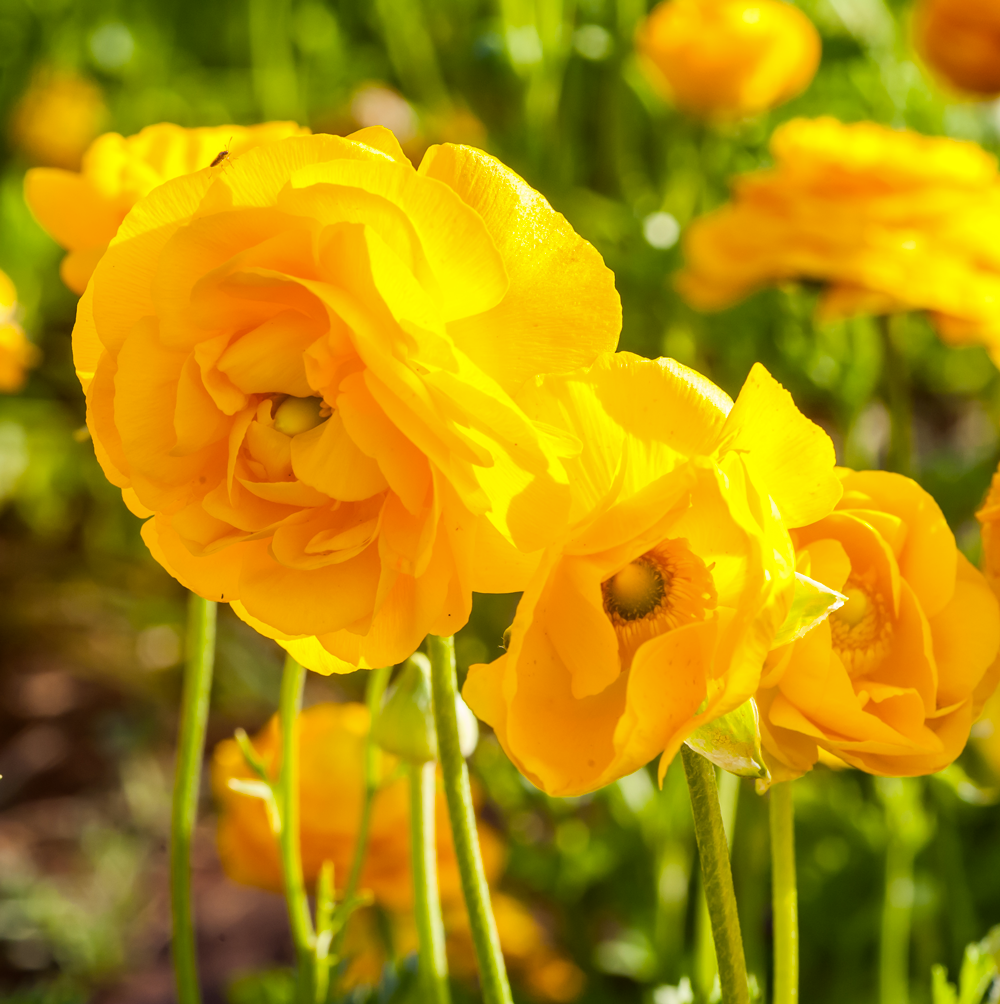 Sortment Ranunculus Ranunculus Bulbs / Corms – GARDENING.co.za