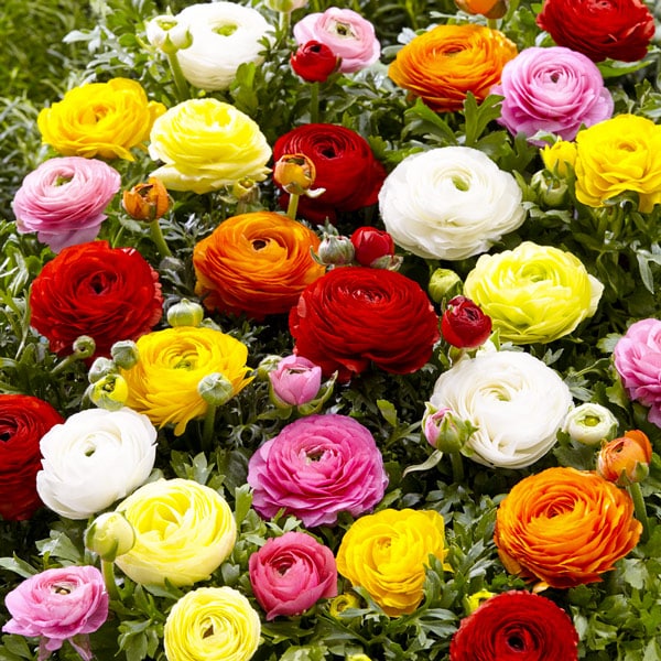 Hadeco Ranunculus - Mixed - Economy - 50 bulbs pack