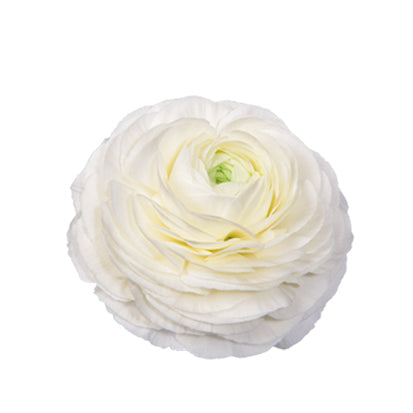 Ubuntuberg Ranunculus Elegance Bianco (White) Seed