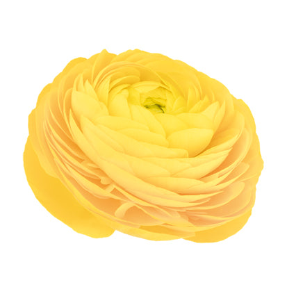 Ubuntuberg Ranunculus Elegance Giallo (Yellow) Seeds