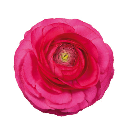 Ranunculus Elegance Hot Pink 95-08 Seeds - Ubuntuberg Seeds product image