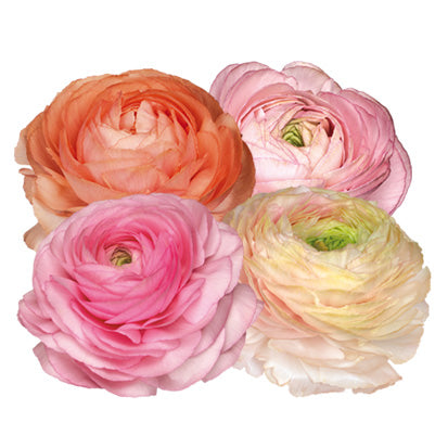 Ranunculus Elegance Pastello 102-14 (Pastel Mix) Seeds - Ubuntuberg Seeds product image