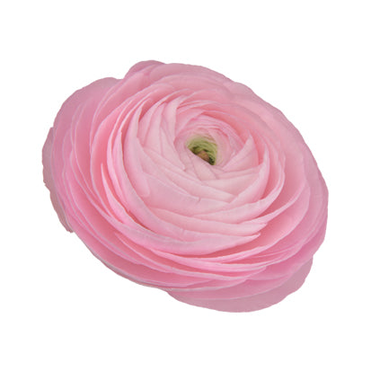 Ranunculus Elegance Rosa Chiaro 2P10 (Soft Pink) Seeds - Ubuntuberg Seeds product image