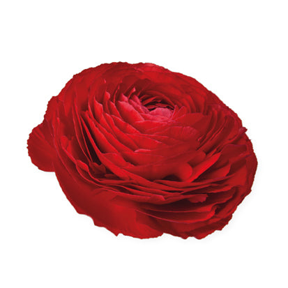 Ubuntuberg Ranunculus Elegance Rosso (Red) Seeds