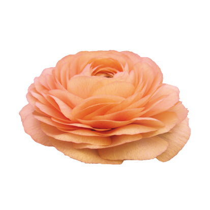 Ranunculus Elegance Salmone 06 (Dark Salmon) Seeds - Ubuntuberg Seeds product image