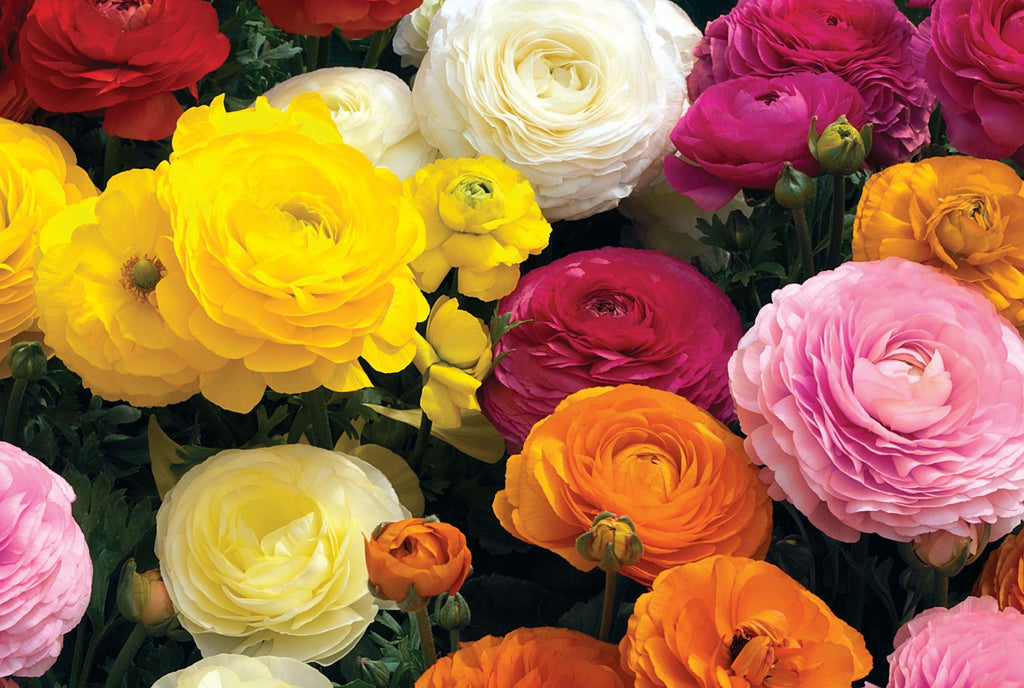 Ranunculus Mache Mix