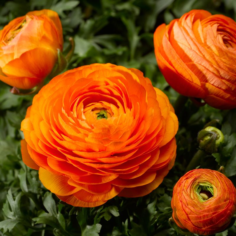 Ubuntuberg Ranunculus Mache Orange Seeds