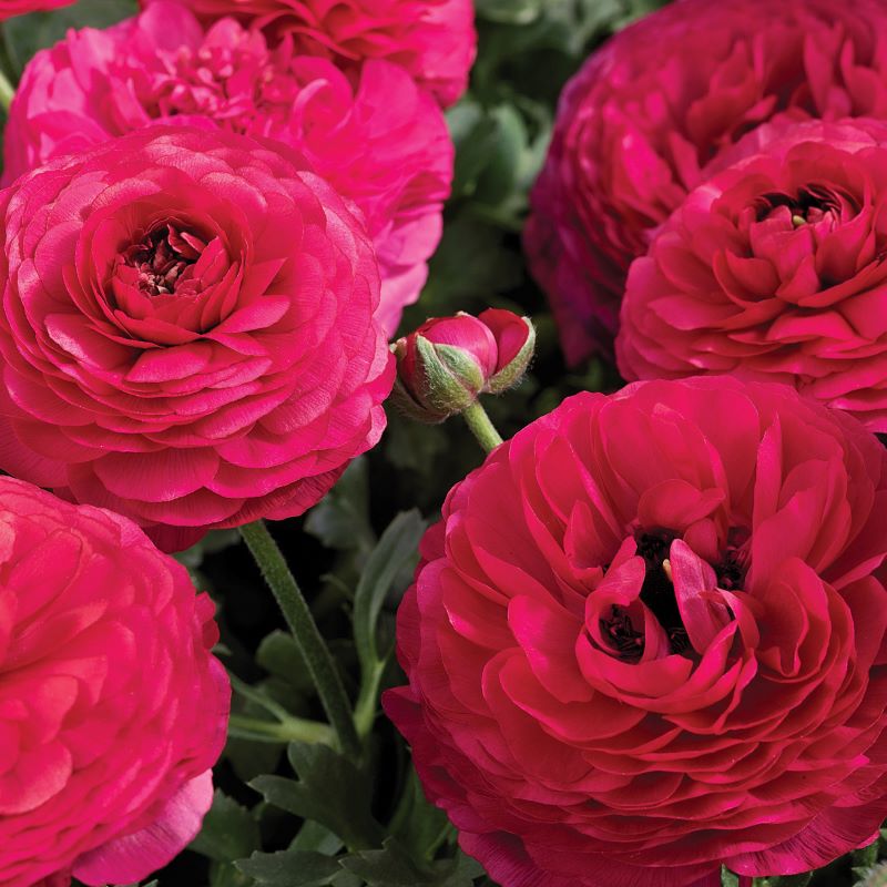 rose seeds for sale south africa Ranunculus Mache Rose Seeds – GARDENING.co.za