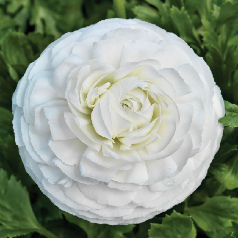 Ubuntuberg Ranunculus Mache White Seeds