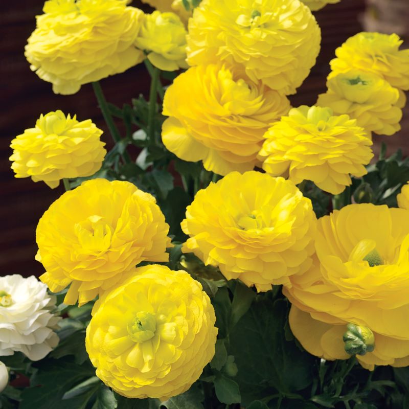 Mache Orange Ranunculus Ranunculus Mache Yellow Seeds | GARDENING.co.za