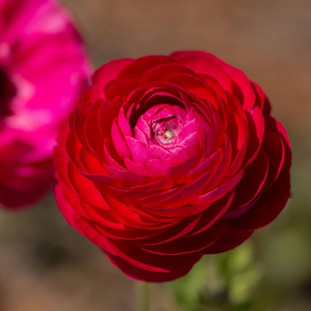 Ranunculus - Magenta - 25 bulbs p-pack – GARDENING.co.za