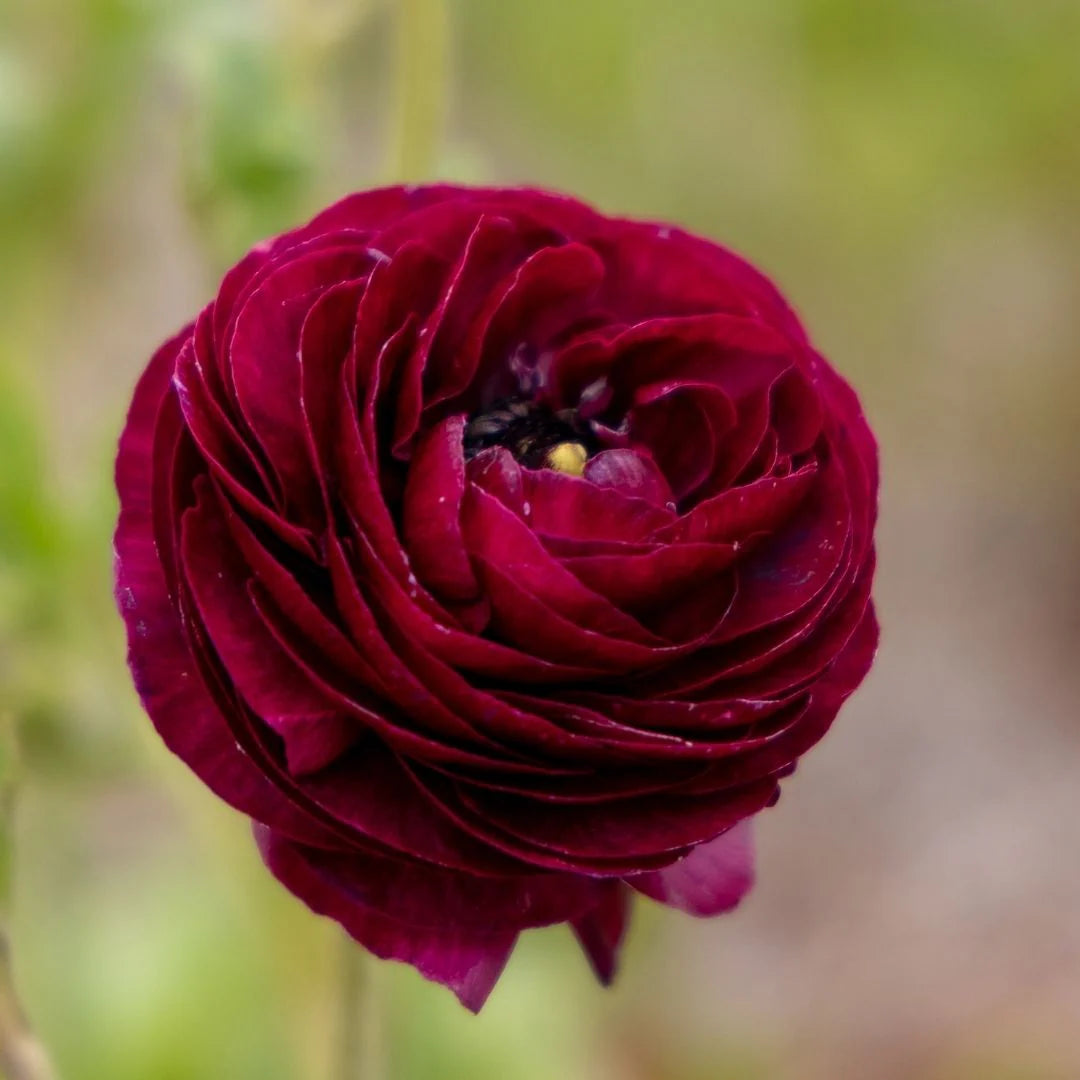 Hadeco Ranunculus - Mahogany- 25 bulbs pack