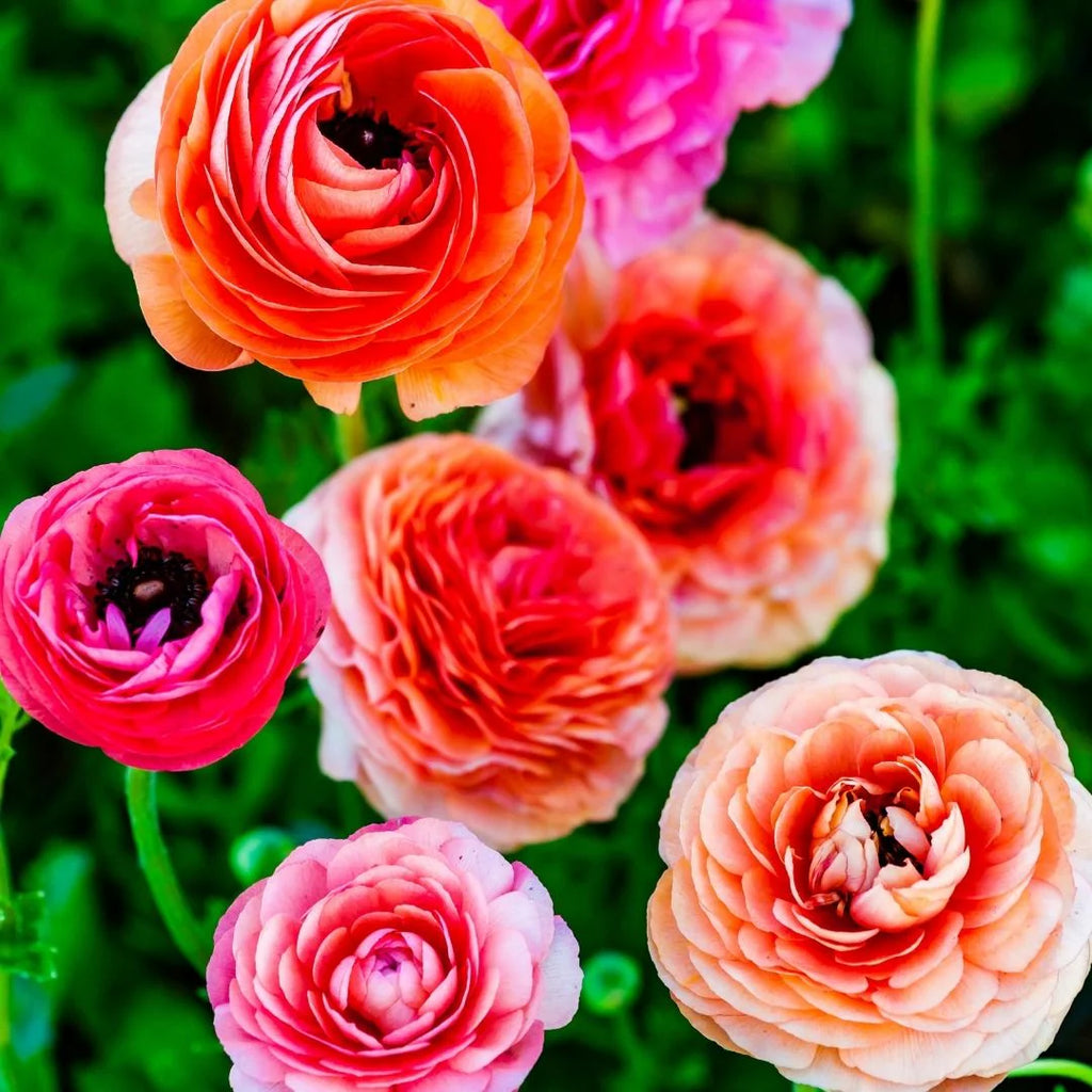Ranunculus Bulbs / Corms – GARDENING.co.za