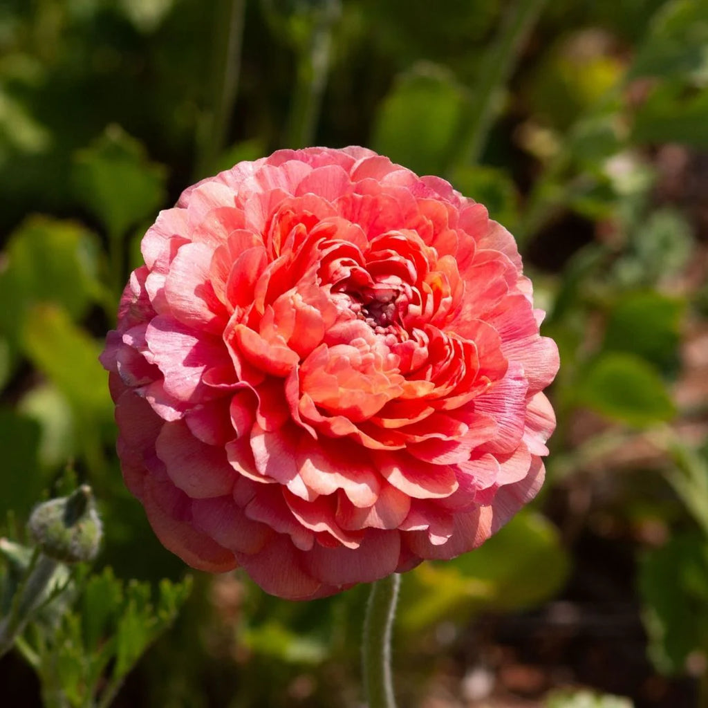 Ranunculus - Salmon - 25 bulbs p-pack – GARDENING.co.za