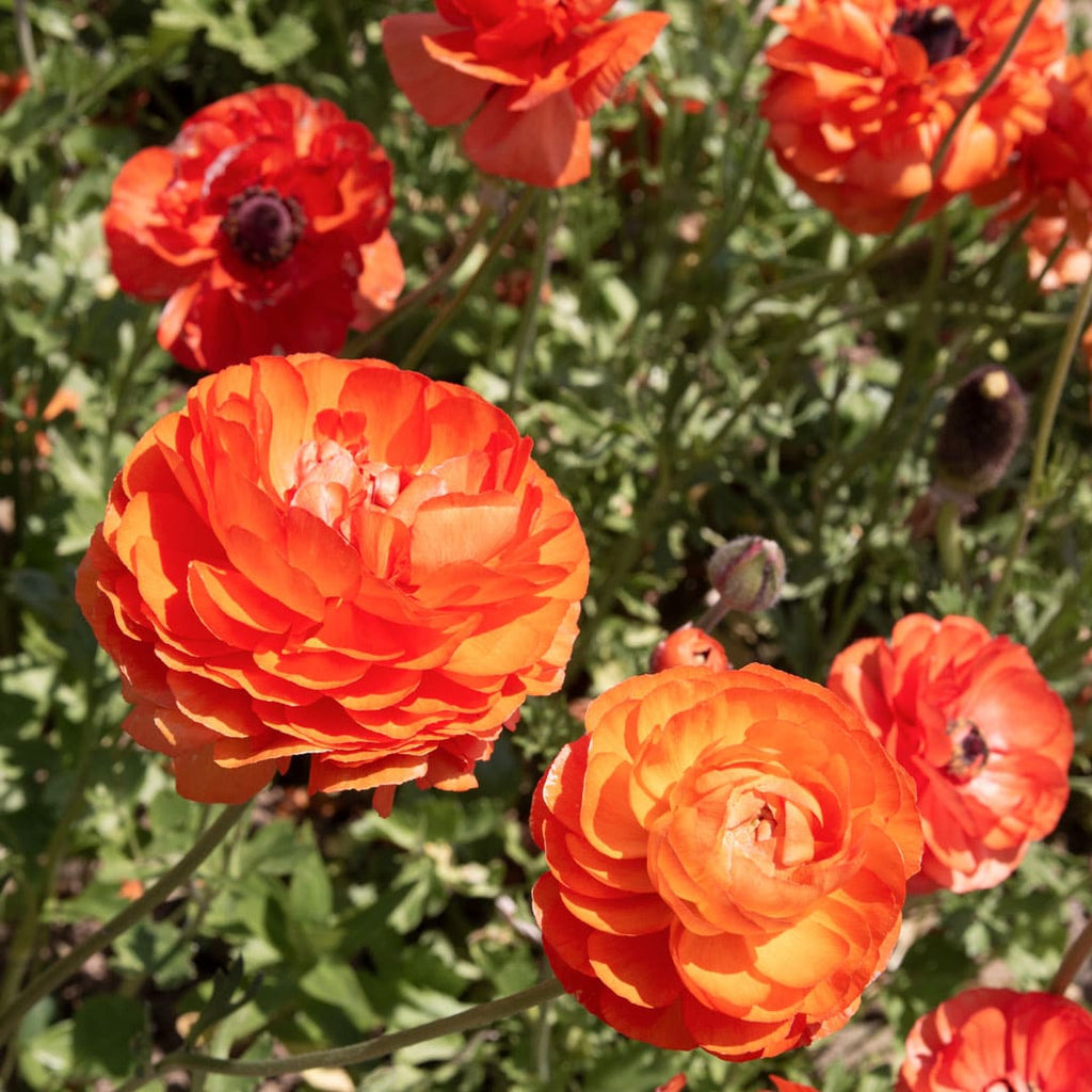 Orange Ranculus Ranunculus Bulbs / Corms – GARDENING.co.za