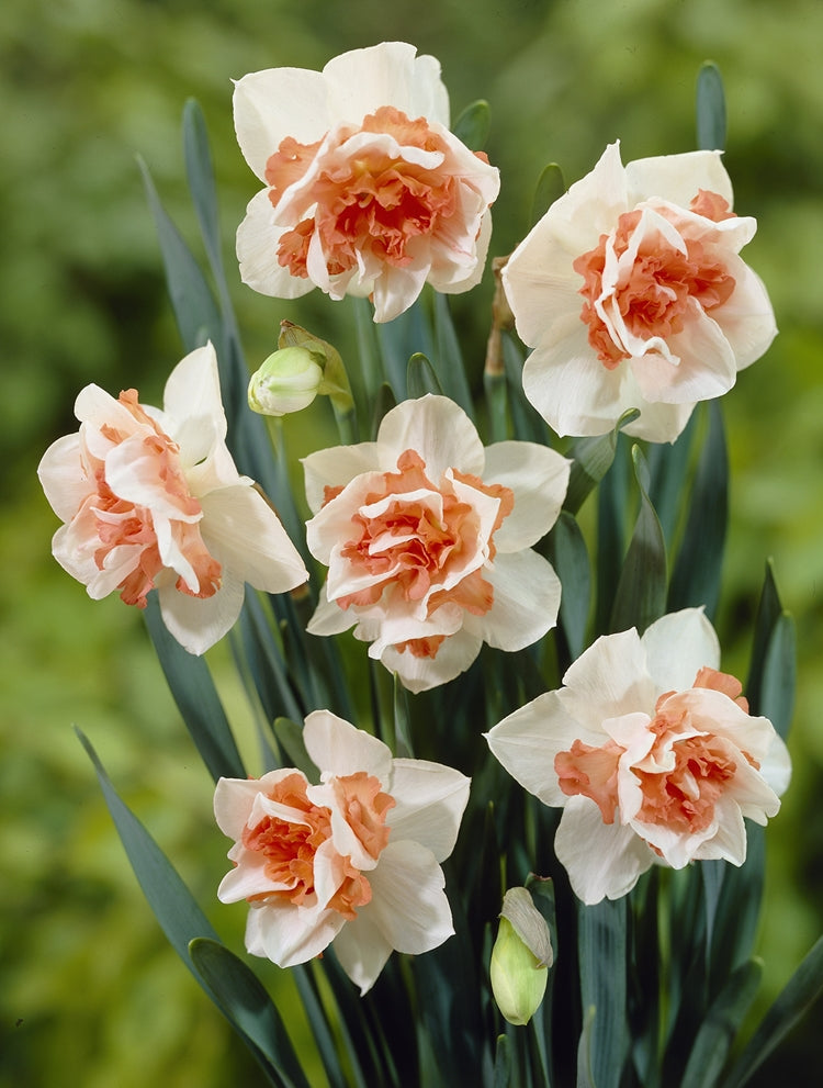 Daffodil Raspberry Daffodil Bulbs – GARDENING.co.za