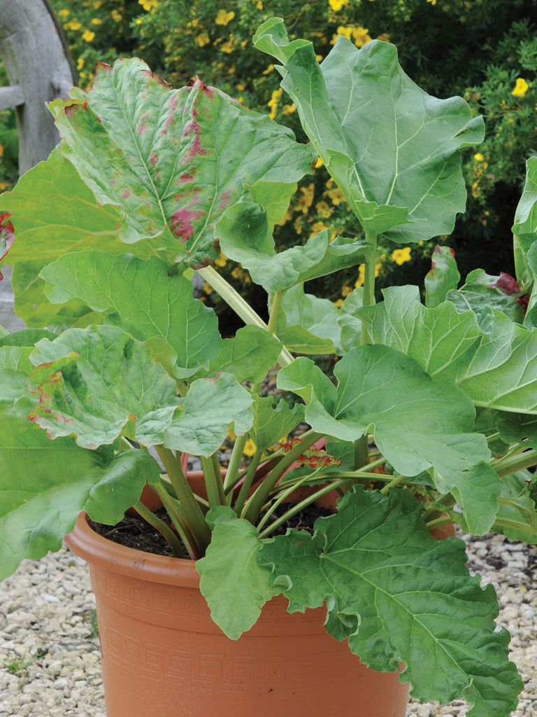 Rhubarb Victoria Seedlings