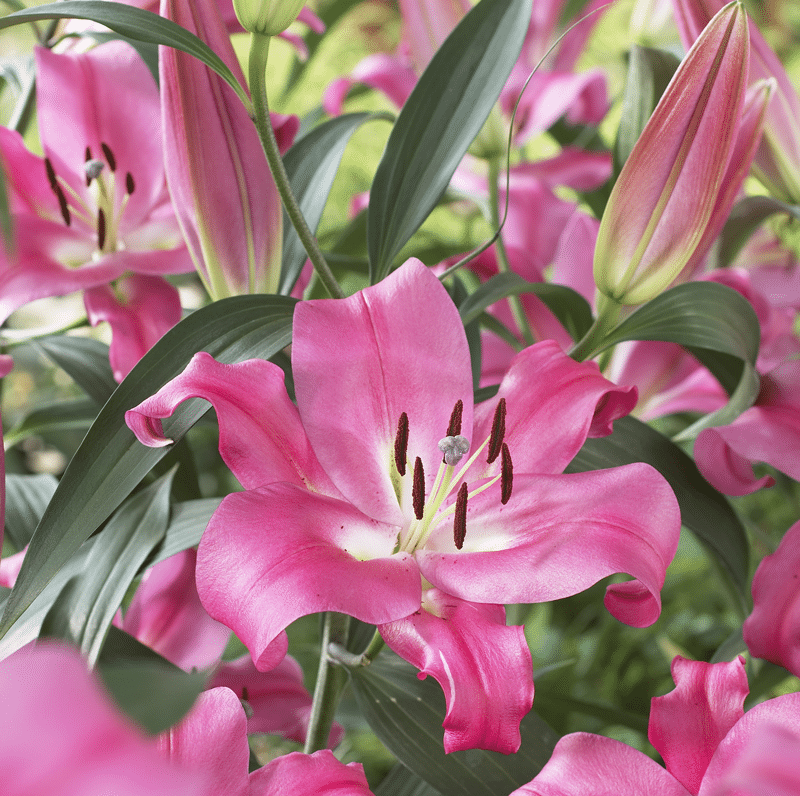 Hadeco Lilium Oriental Trumpet - Robina - 3 bulbs pack