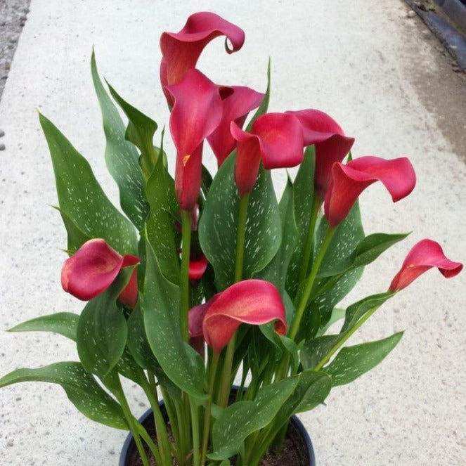 Hadeco Zantedeschia - Ruby Tuesday - 1 bulbs