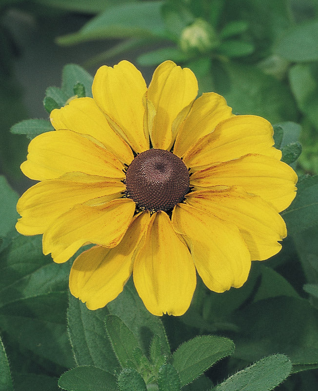 RUDBECKIA TOTO GOLD