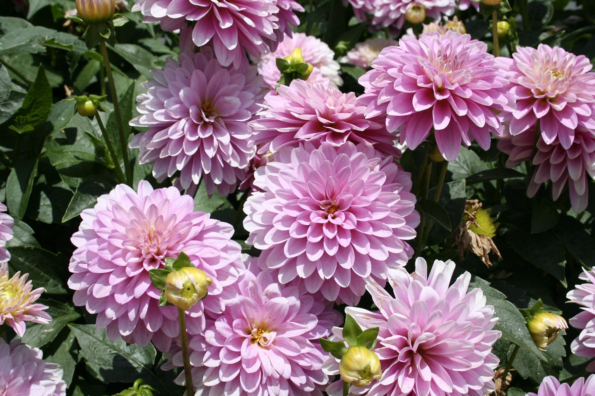Hadeco Dahlia Terrace - Rumba - 2 bulbs