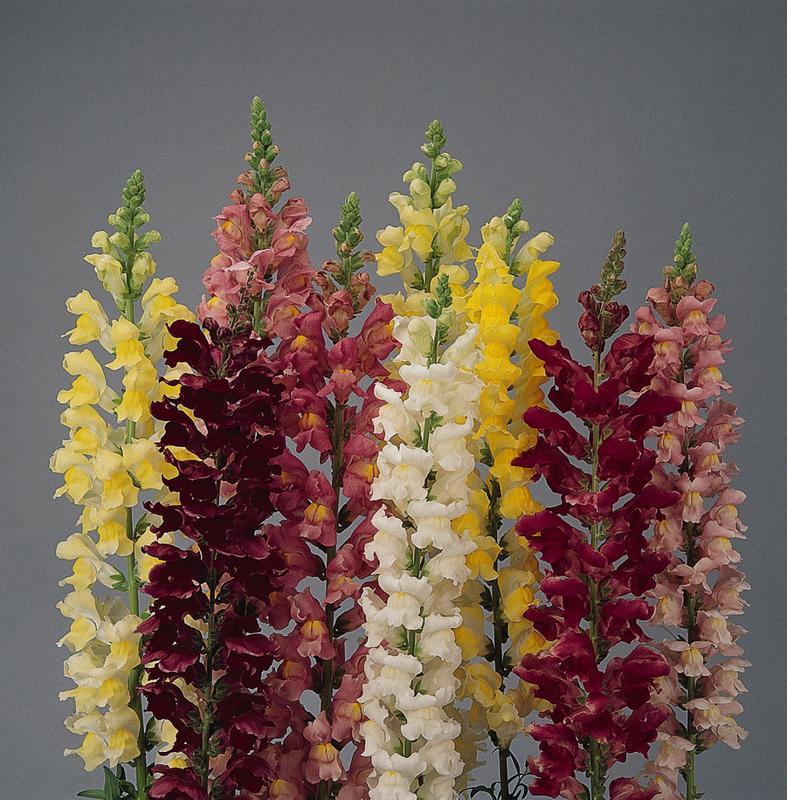 Antirrhinum Rocket Mix