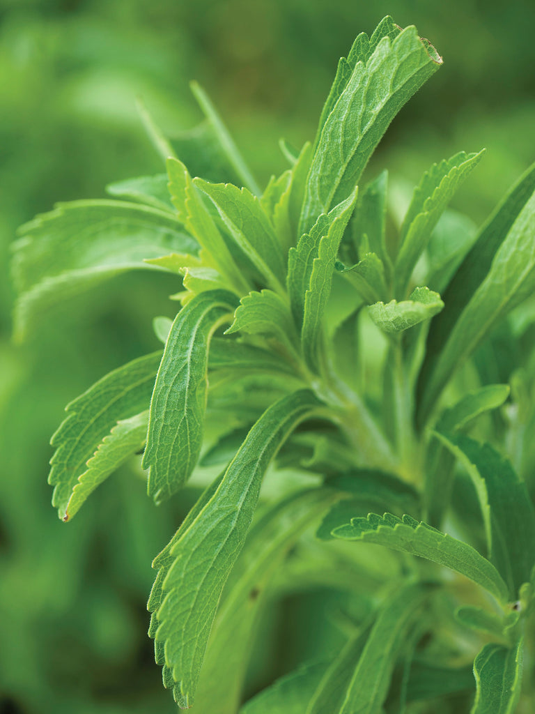 STEVIA REVAUDIANA SWEET HERB