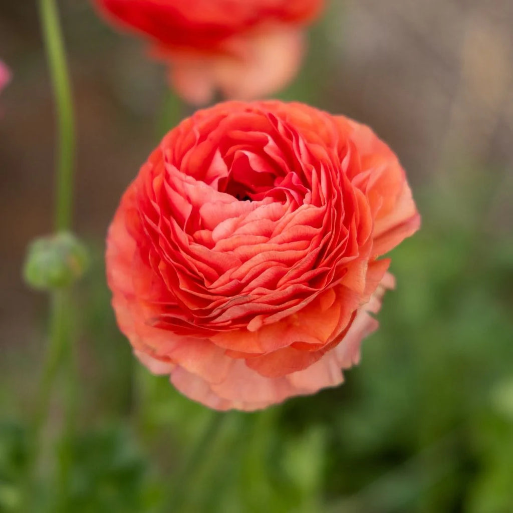 Ranunculus Bulbs / Corms – GARDENING.co.za