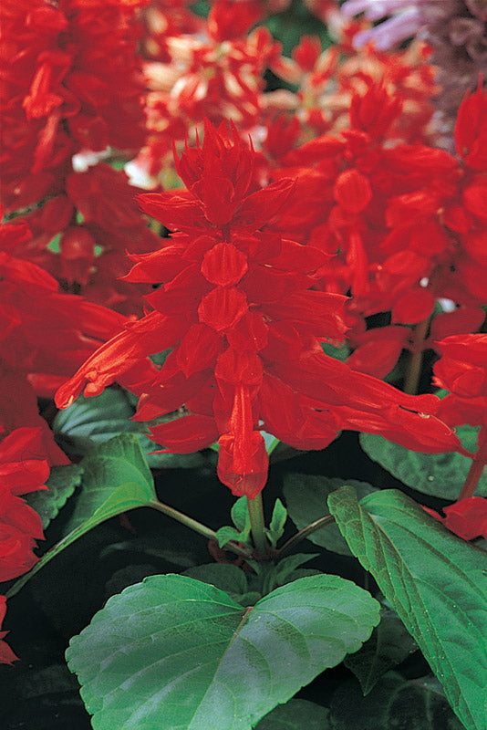 SALVIA VISTA RED