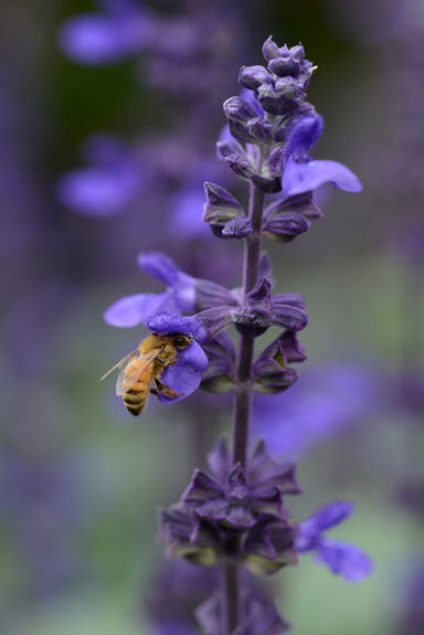 SALVIA INTERSPECIFIC BIG BLUE