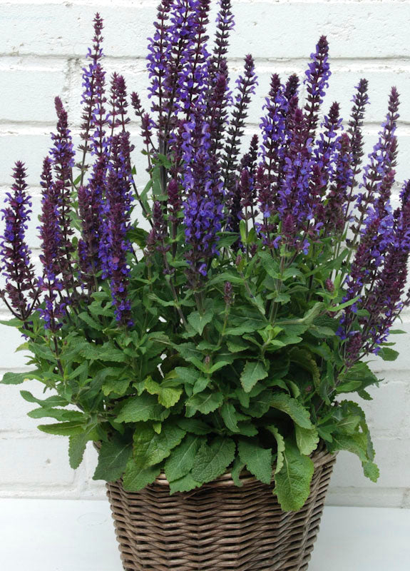 Salvia New Dimension Blue Seeds | GARDENING.co.za