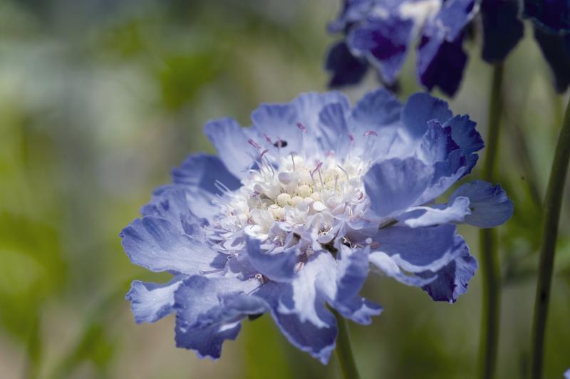 Scabiosa Fama Deep Blue