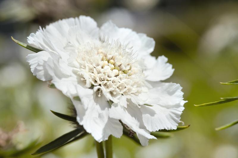 Scabiosa Fama White