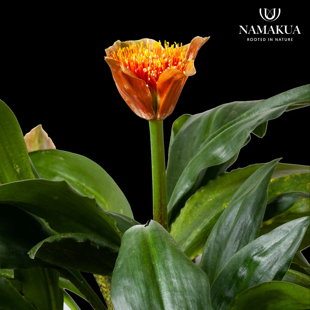 Hadeco Scadoxus puniceus - Paint Brush Lily
