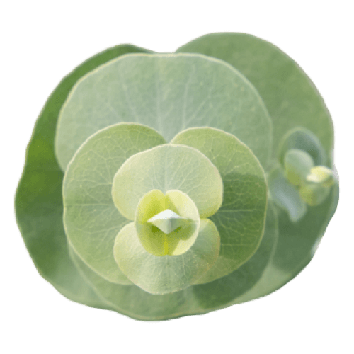 Ubuntuberg Eucalyptus Silver Dollar Seed