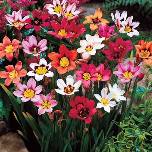 Hadeco Sparaxis - Mixed - 50 bulbs pack