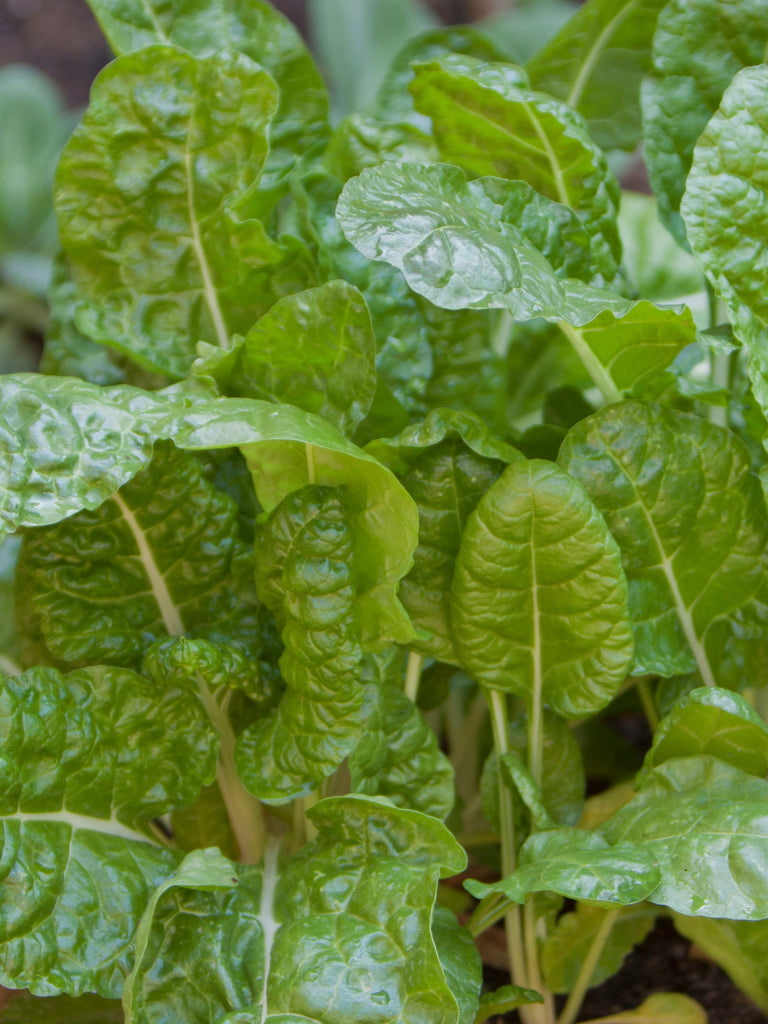 Spinach Swiss Chard Fordhook Giant Seedlings