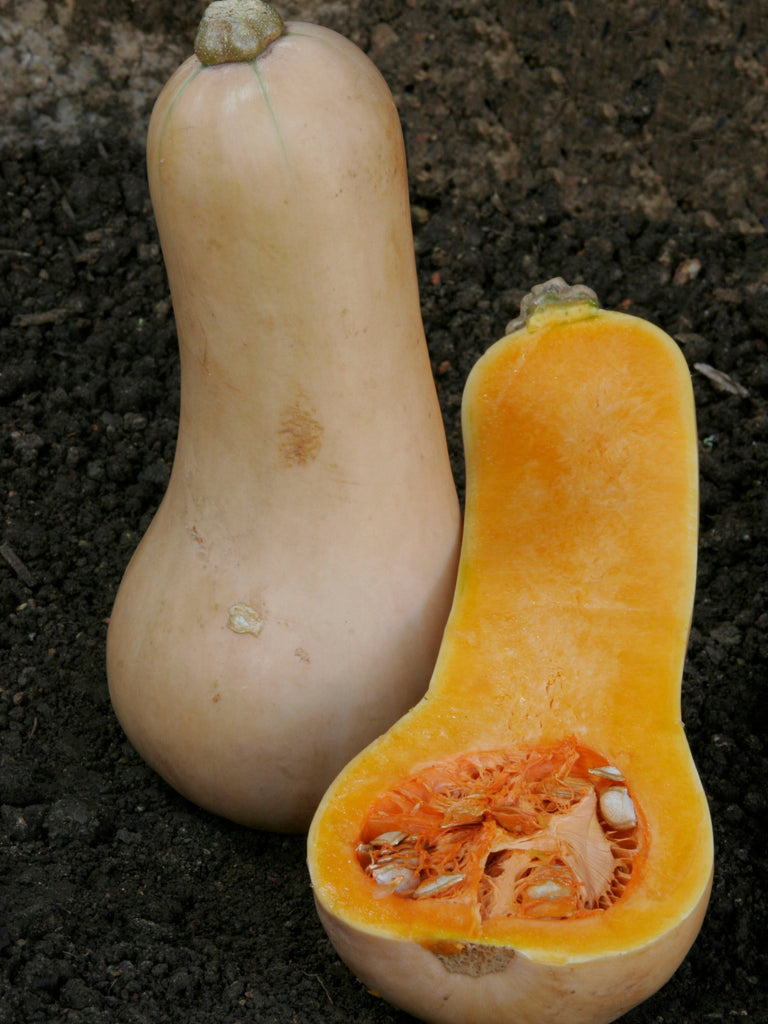 SQUASH BUTTERNUT WALTHAM