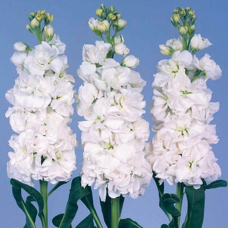 Stocks Iron White