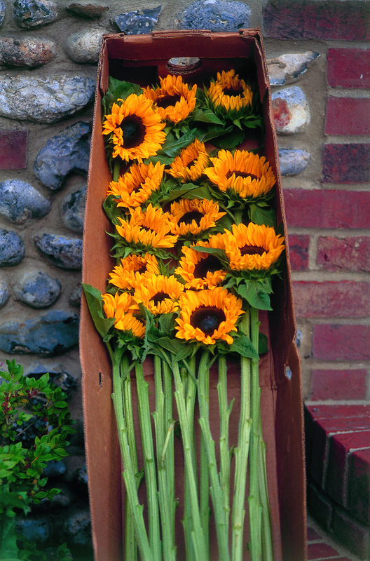 Helianthus Pro Cut Orange