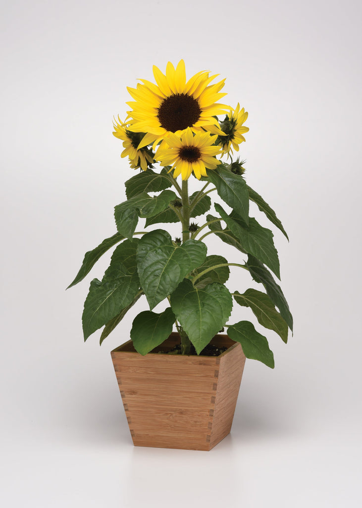 Sunflower Sunbuzz in pot