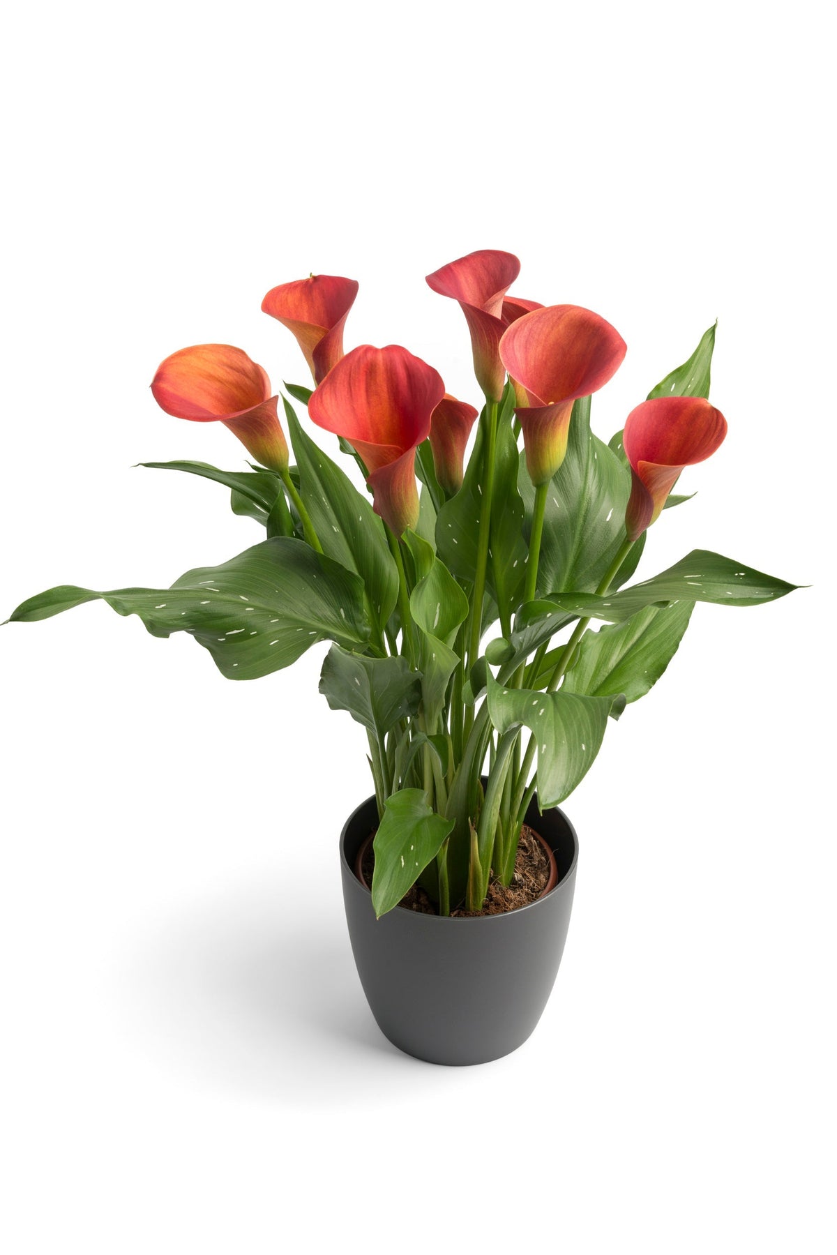 Hadeco Zantedeschia - Sunset Passion - 1 bulb
