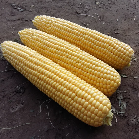 Ubuntuberg Sweetcorn Overland Seeds