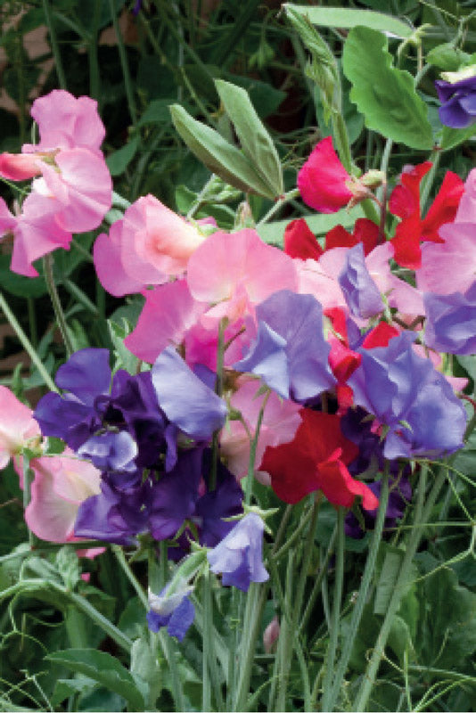 SWEETPEA BIJOU MIX