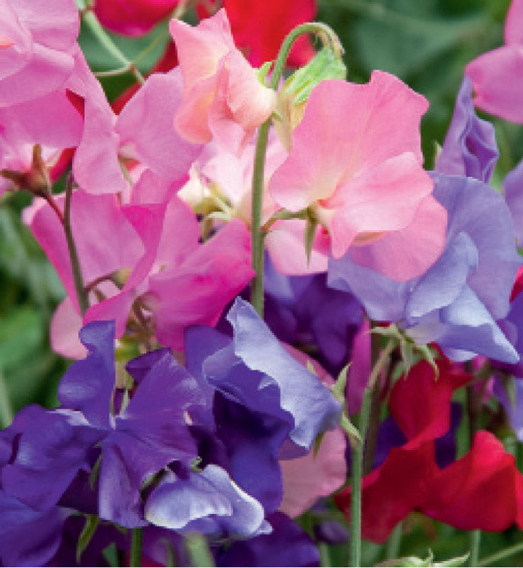 SWEETPEA MAMMOTH MIX