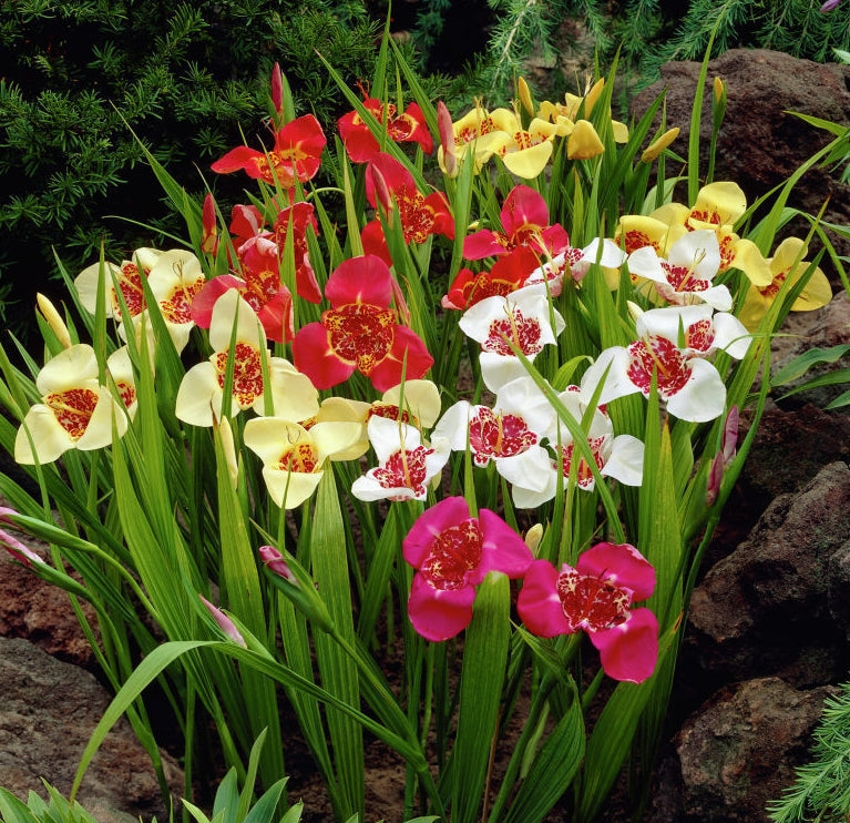 Hadeco Tigridia - 15 bulbs