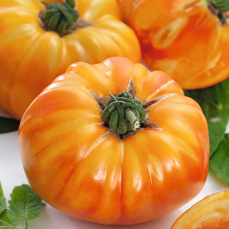 Ubuntuberg Tomato Gold Medal Seeds