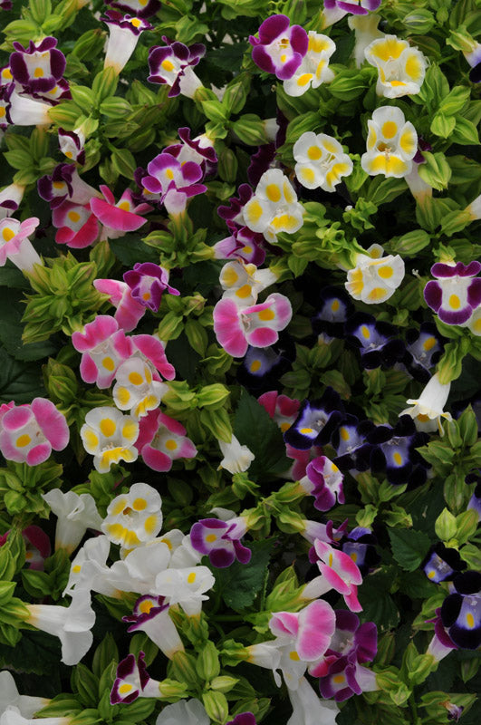 TORENIA KAUAI MIX